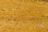 Polished Coquina Jasper Slab - India #167778-1